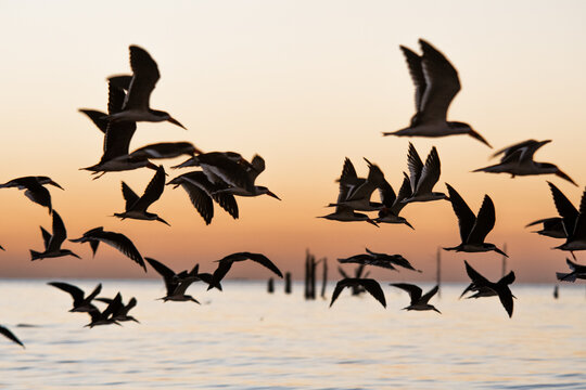 Aves volando al atardecer sobre el mar
