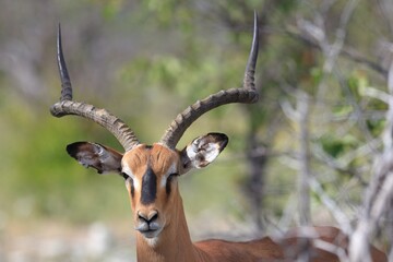 black-faced impala in the wild of etosha