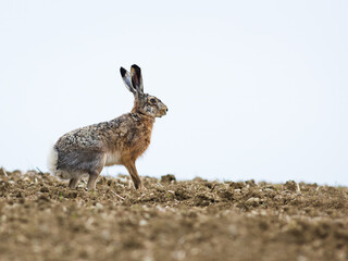 The European hare (Lepus europaeus), also known as the brown hare, standing on the mowed meadow. Beautiful evening lights on background. Brown fluffy fur, long ears, big orange eyes. Scene from wild.