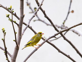 The european grenfinch sitting and eating sunflower and seeds on the feeder rack
