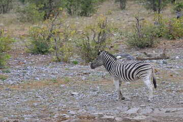 Fototapeta na wymiar zebra in the wild of etosha national park, namibia