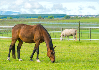 Obraz premium Two horses grazing on a farm