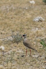 temminck´s courser (cursorius temminckii) in the wild of Namibia