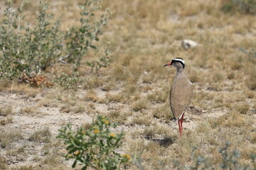 temminck´s courser (cursorius temminckii) in the wild of Namibia