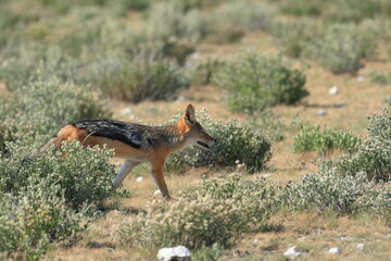 black-backed jackal in its habitat in Namibia