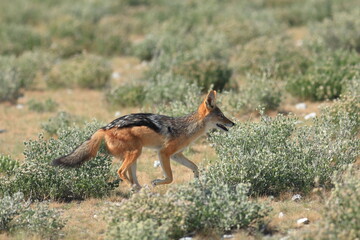 black-backed jackal in its habitat in Namibia