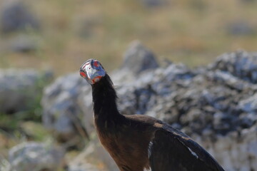 marabou stork in the wild of etosha