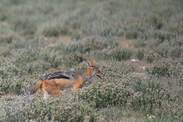 black-backed jackal in its habitat in Namibia