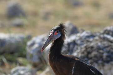 marabou stork in the wild of etosha