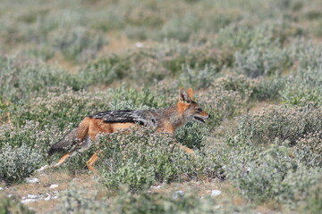black-backed jackal in its habitat in Namibia