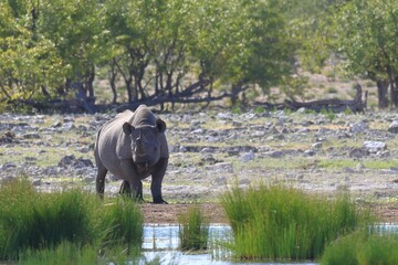 Rhinoceros at a water hole in Etosha National Park, Namibia