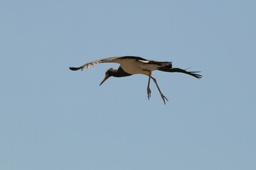 marabou stork in flight in Namibia