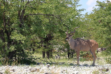 Naklejka premium Kudu bull in the wild of Etosha National Park, Namibia