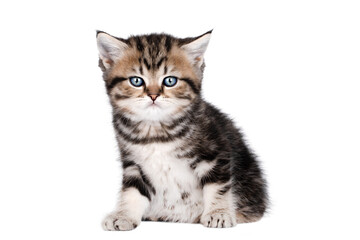 Fototapeta na wymiar scottish kitten