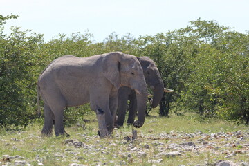 group of elephants in the wild of etosha national park, namibia