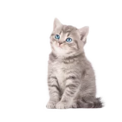 Foto op Plexiglas scottish kitten © Aida
