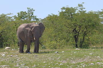 elephant in the wild of etosha