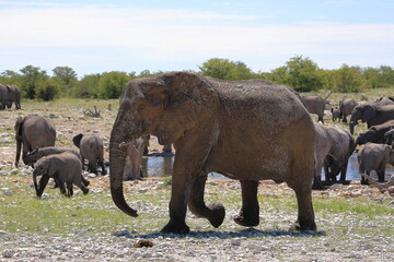 Naklejka na ściany i meble Elephants at a water hole in Etosha National Park