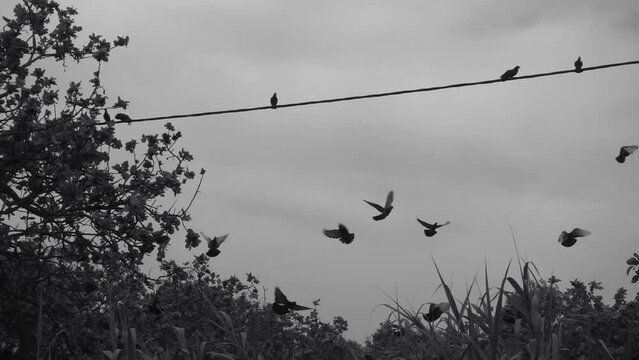 Flock of pigeon birds flying away flapping wings. Slow motion black and white.