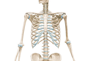 Rib cage bones front view close-up 3D rendering illustration isolated on white with copy space. Human skeleton and torso anatomy, medical diagram, osteology, skeletal system concepts. - obrazy, fototapety, plakaty