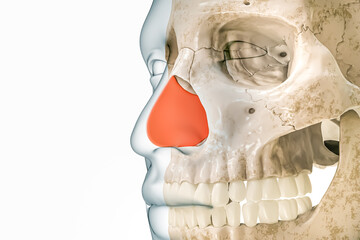Septal cartilage or septum in red with body contours 3D rendering illustration isolated on white with copy space. Human skeleton and nose anatomy, medical diagram, osteology, skeletal system concepts.