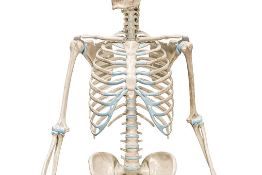 Rib cage bones front view close-up 3D rendering illustration isolated on white with copy space. Human skeleton and torso anatomy, medical diagram, osteology, skeletal system concepts.