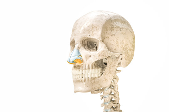 Skull and nose cartilages contours 3D rendering illustration isolated on white with copy space. Human skeleton and head anatomy, medical diagram, osteology, skeletal system concepts.