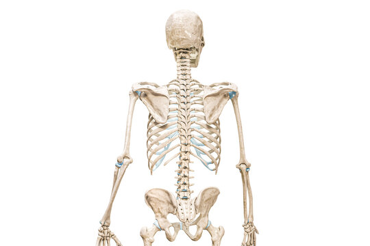 Vertebral or spinal column or backbone back view 3D rendering illustration isolated on white with copy space. Human skeleton and spine anatomy, medical diagram, osteology, skeletal system concepts.