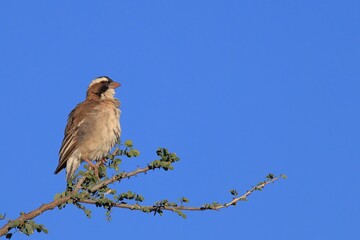 white browed sparrow weaver perching on a branch in Namibia