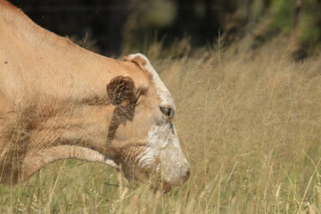 Fototapeta premium cattle in the wild of Namibia