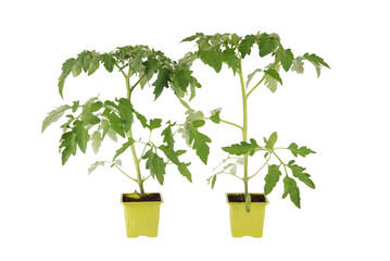 Tomato plants. Domestic vegetable garden. Healthy and sustainable food. Gardening. Isolated on white background.