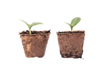 Seedlings of squash, zucchini, cabbage, organic pot with potting soil. Seen from above.