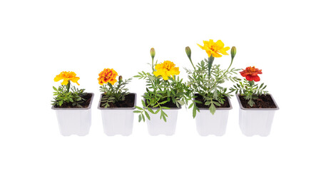 Marigold in pots for the vegetable garden. Gardening flowers. Isolated on transparent background.