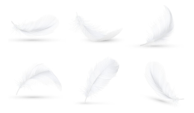 White feather set isolated png set of feathers, set of white feathers, white feather isolated on white, White feather background png, White feather png 
