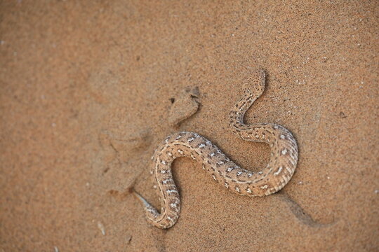 sidewinder snake in the Namib Desert