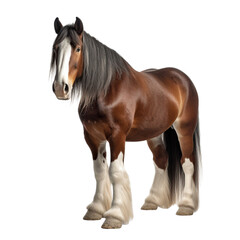 horse isolated on white background transparent background, generative AI