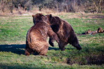 Brown bears fighting in the meadow.