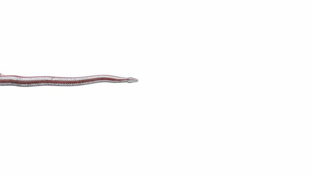3d animation of Rosy Boa, crawling, seamless loop, Luma Matte included