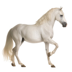 Obraz na płótnie Canvas horse isolated on white background transparent background, generative AI