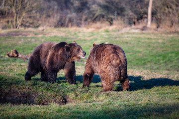 Two Brown Bears playing in the pond