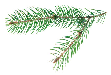 Naklejka premium Forest greens. Beautiful pine branches. isolated. Long forest decor. Christmas sale and holiday decor.