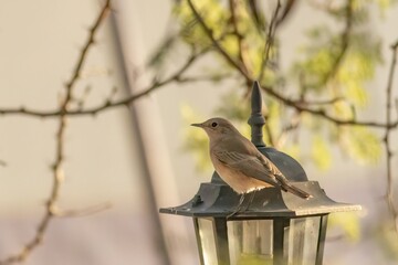 Mariqua Flycatcher perching on a lantern