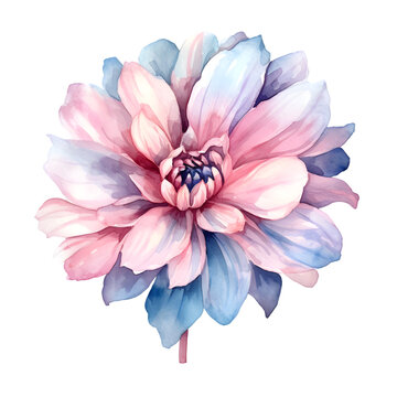 Watercolor Aquarell Flower isolated on white transparent Background Botanic Asset PNG