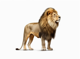Plakat Male lion isolated on white background