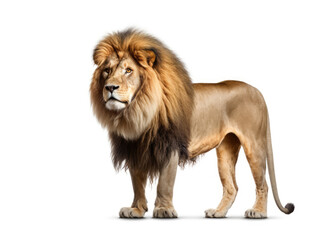Fototapeta na wymiar Male lion isolated on white background