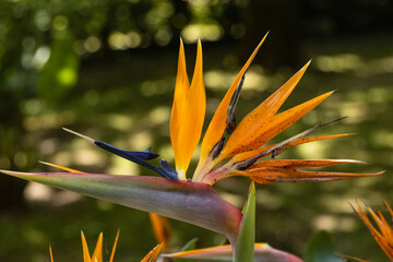 The Strelitzia reginae, aptly known as the bird of paradise, stands as a botanical marvel that...
