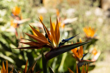 The Strelitzia reginae, aptly known as the bird of paradise, stands as a botanical marvel that...