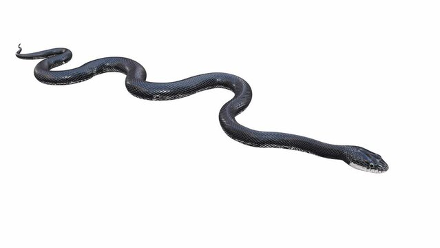 3d animation of Black Rat Snake, idle, seamless loop, Luma Matte included. There is a version of this animated video with ground shadow