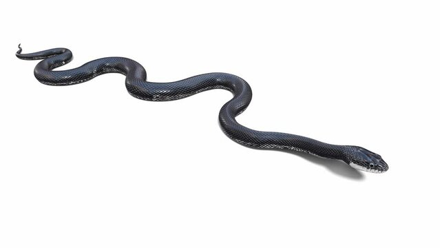 3d animation of Black Rat Snake, idle, seamless loop, ground shadow, Luma Matte included. There is a version of this animated video without ground shadow