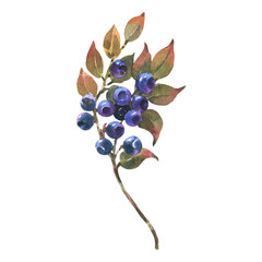 Blueberry branch watercolor illustration isolated on white background. Forest Plant with Blue Berries. Illustration for postcards, greetings, invitations, children's books